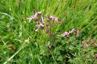 Lychnis flos-cuculi
