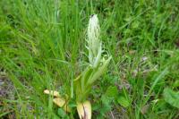 Himantoglossum hircinum