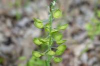 Lepidium campestre