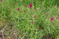 Melampyrum arvense