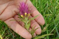 Melampyrum arvense