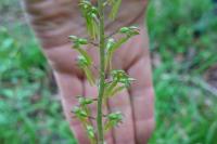 Neottia ovata