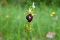 Ophrys aranifera