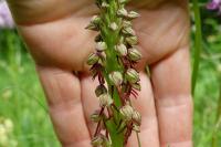 Orchis anthropophora