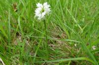 Orchis simia