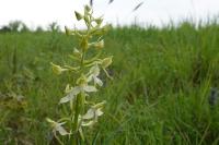 Platanthera chlorantha
