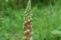 Orchis anthropophora