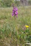 Anacamptis morio