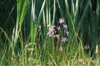 Lychnis flos-cuculi