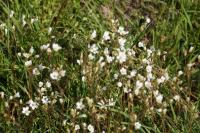 Saxifraga granulata