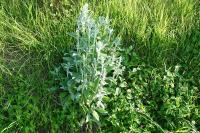 Stachys byzantina