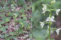Platanthera chlorantha