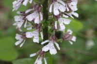 Orchis purpurea