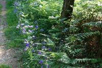 Aquilegia vulgaris