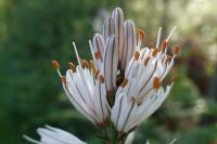 Asphodelus albus