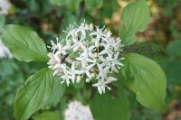 Cornus sanguinea