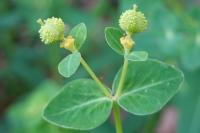 Euphorbia hyberna