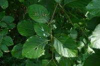 Fagus sylvatica