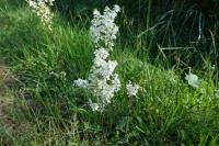 Filipendula vulgaris