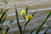 Iris pseudacorus