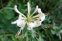 Lonicera periclymenum