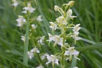 Platanthera chlorantha