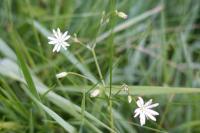 Stellaria graminea