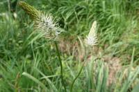 Phyteuma spicatum