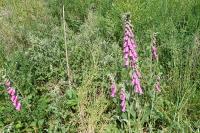 Digitalis purpurea