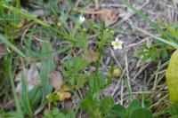 Linum catharticum