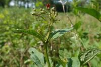 Scrophularia auriculata