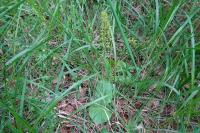 Neottia ovata