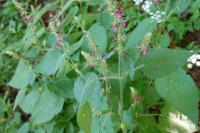 Stachys sylvatica