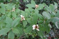 Crataegus germanica