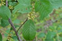 Frangula alnus