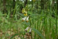 Melampyrum pratense