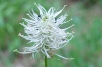 Phyteuma spicatum
