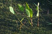 Alisma lanceolatum