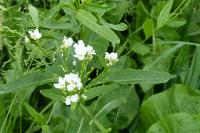 Armoracia rusticana
