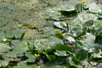 Nuphar lutea