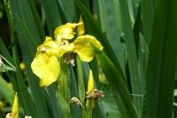 Iris pseudacorus