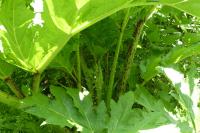 Heracleum mantegazzianum