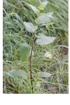 Scrophularia nodosa