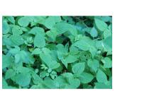 Circaea lutetiana