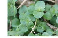 Chrysosplenium oppositifolium