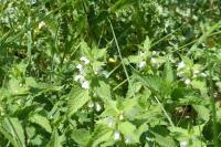 Lamium album