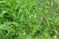 Veronica anagallis-aquatica