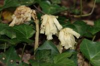 Hypopitys monotropa