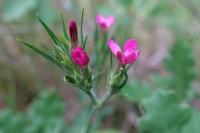 Dianthus armeria