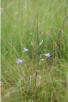 Campanula rapunculus